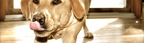 Product Placement latest is the dog's whiskers