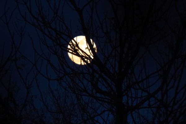 Moonlit night