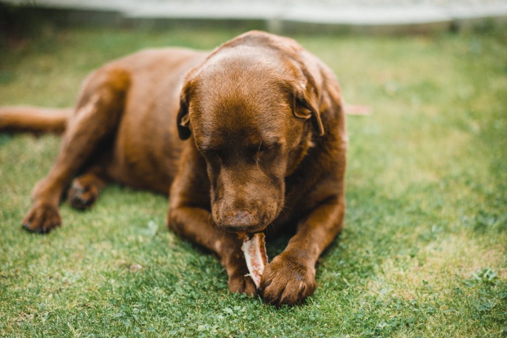 Dog with bone