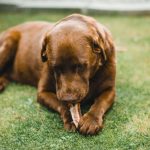 Dog with bone